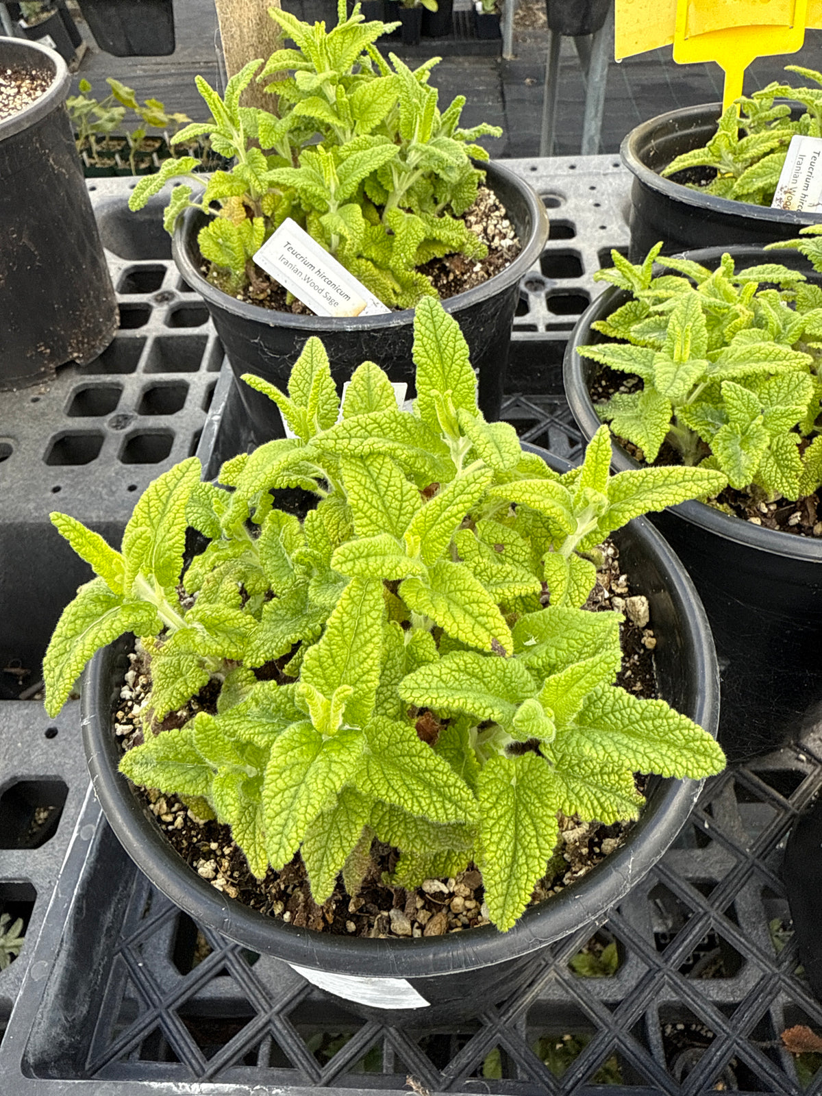 Teucrium hiranicum - Iranian Germander