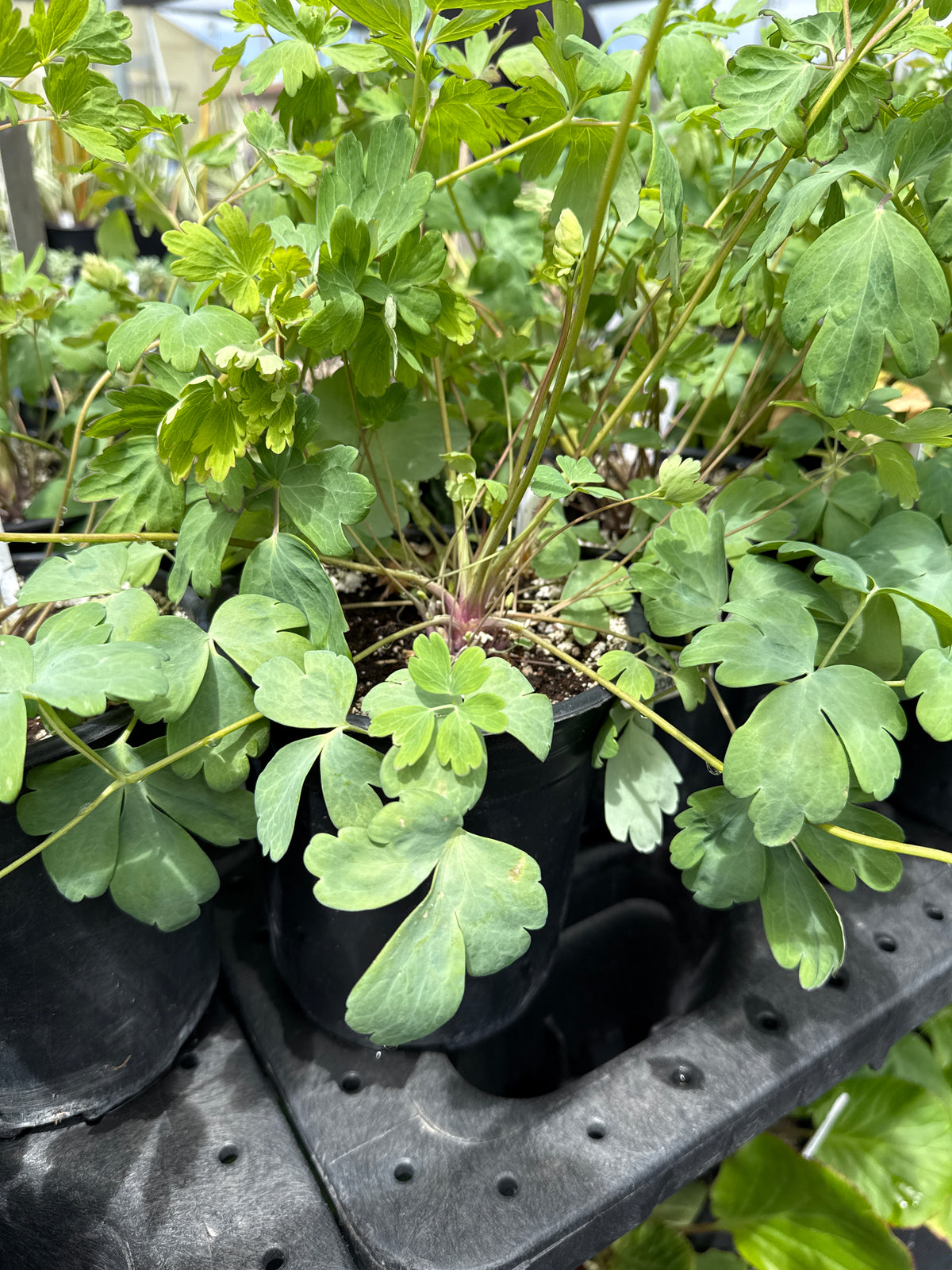 Aquilegia chrysanthe 'Yellow Queen'