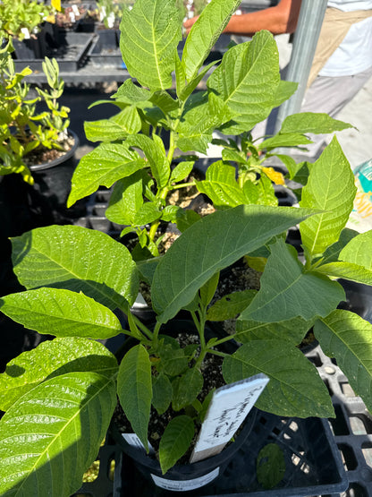 Brugmansia suaveolons - Angel's Trumpet (Coral Pink)