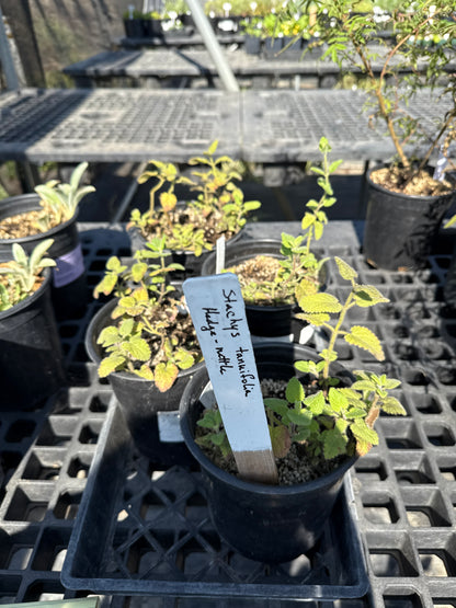 Stachys tenuifolia - Hedge Nettle