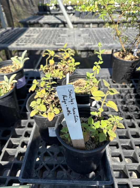 Stachys tenuifolia - Hedge Nettle