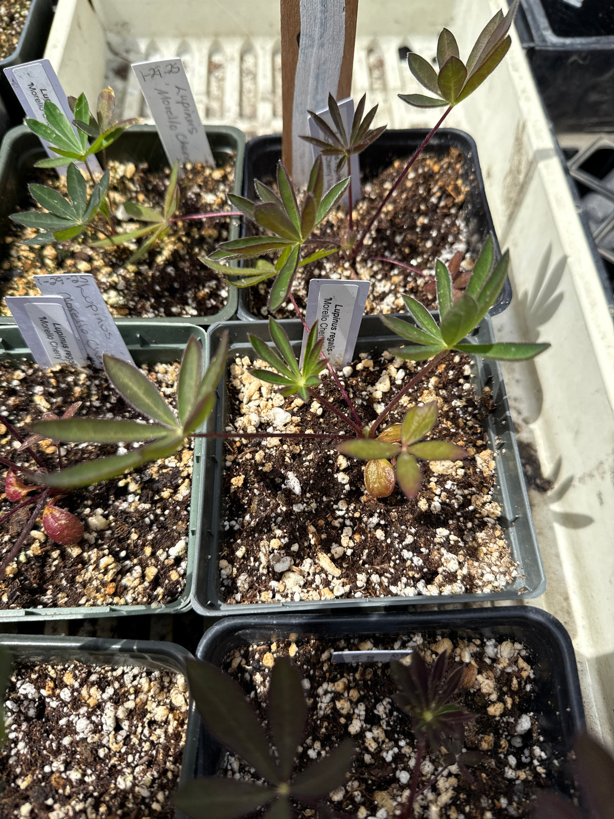 Lupinus regalis - 'Morello Cherry' Lupine
