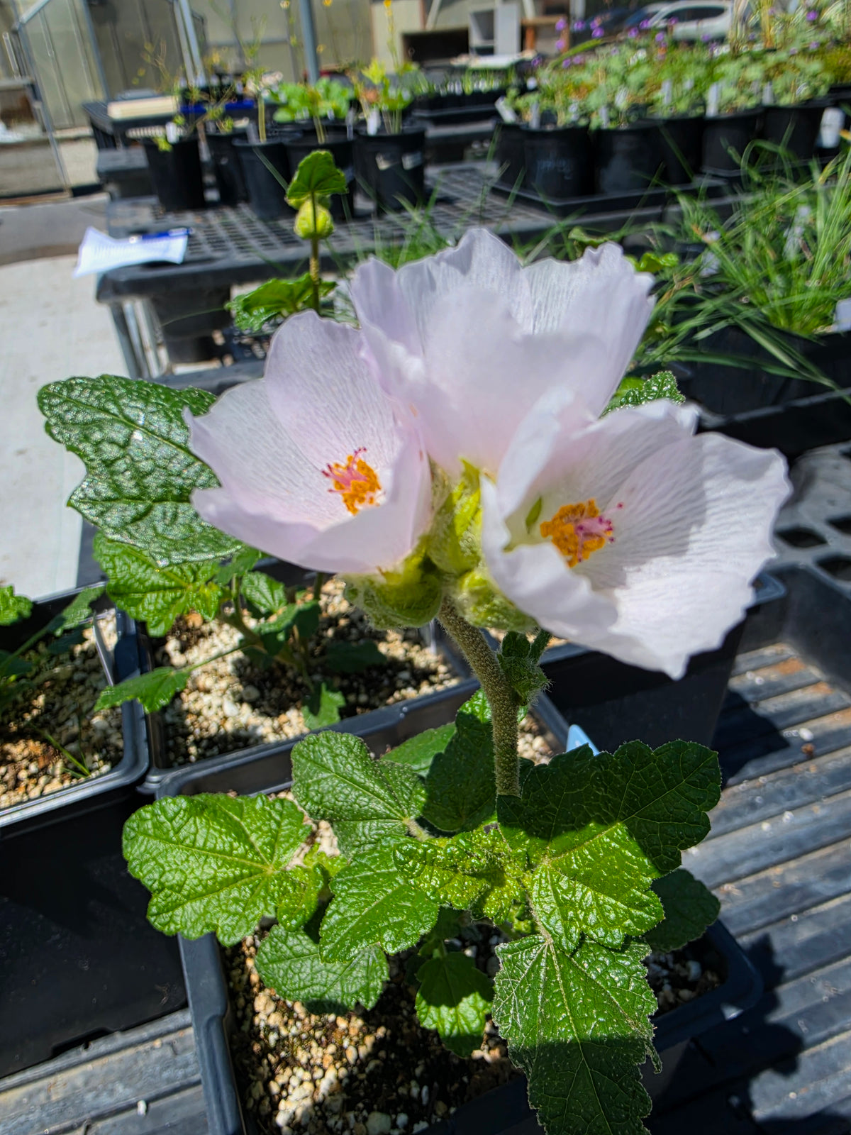 Malacothamnus palmeri var. lucianus 'Santa Lucia Bushmallow'