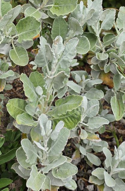 Eriogonum giganteum - St. Catherine's Lace