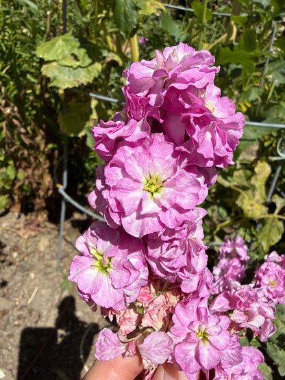 Matthiola incana - Stock (Pinks)