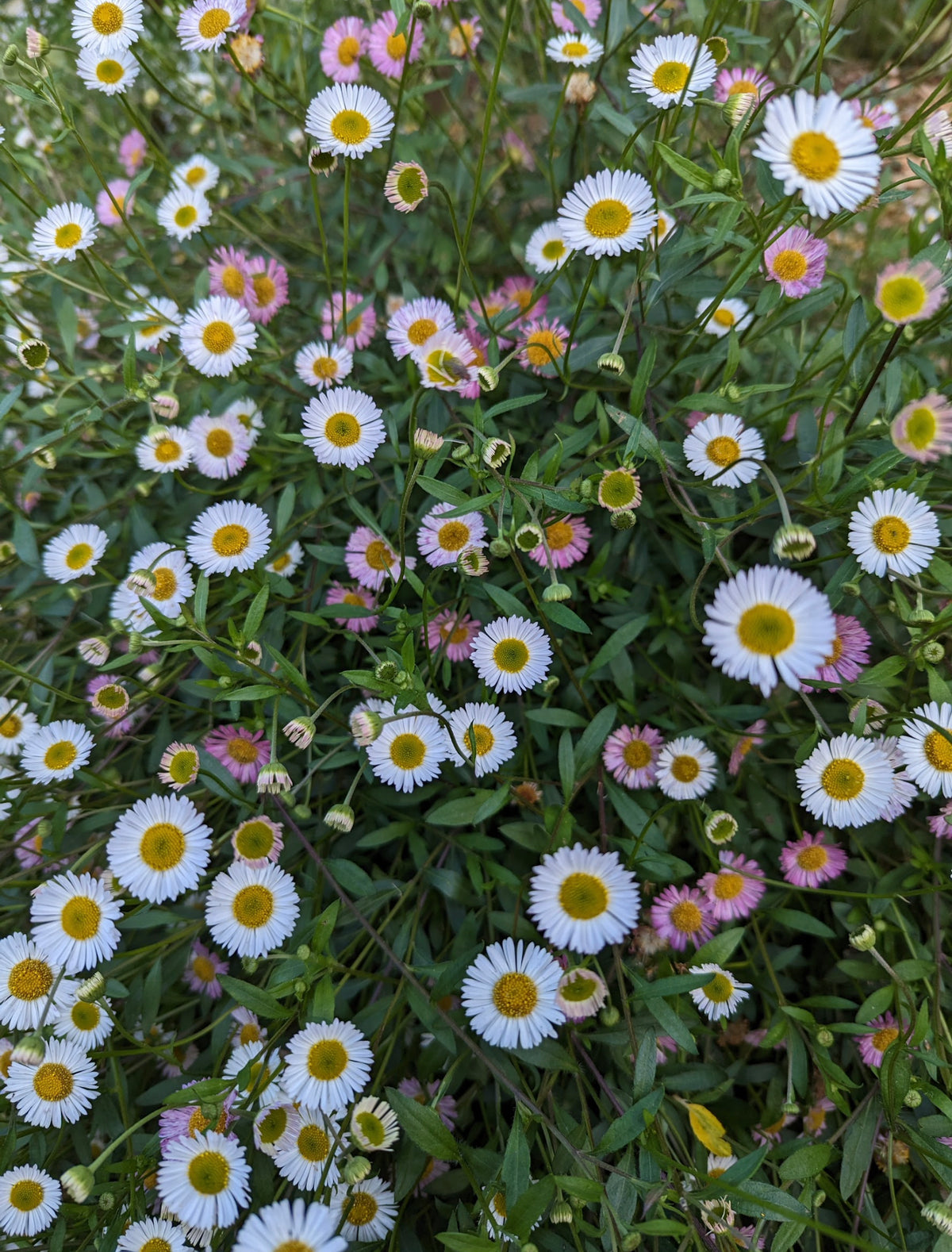 Erigeron karvinskianus - Santa Barbara Daisy Photo credit: UC Master Gardener Joy Agcongay