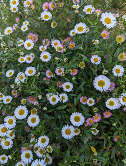 Erigeron karvinskianus - Santa Barbara Daisy Photo credit: UC Master Gardener Joy Agcongay