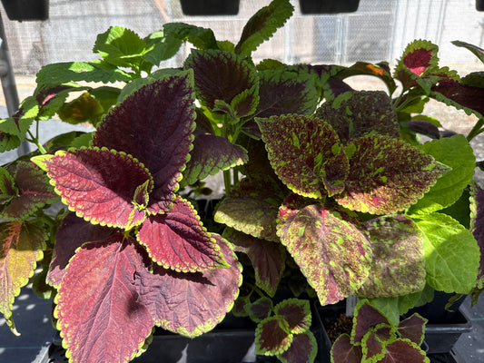 Coleus blumei - Rainbow Coleus (a variety of patterns)