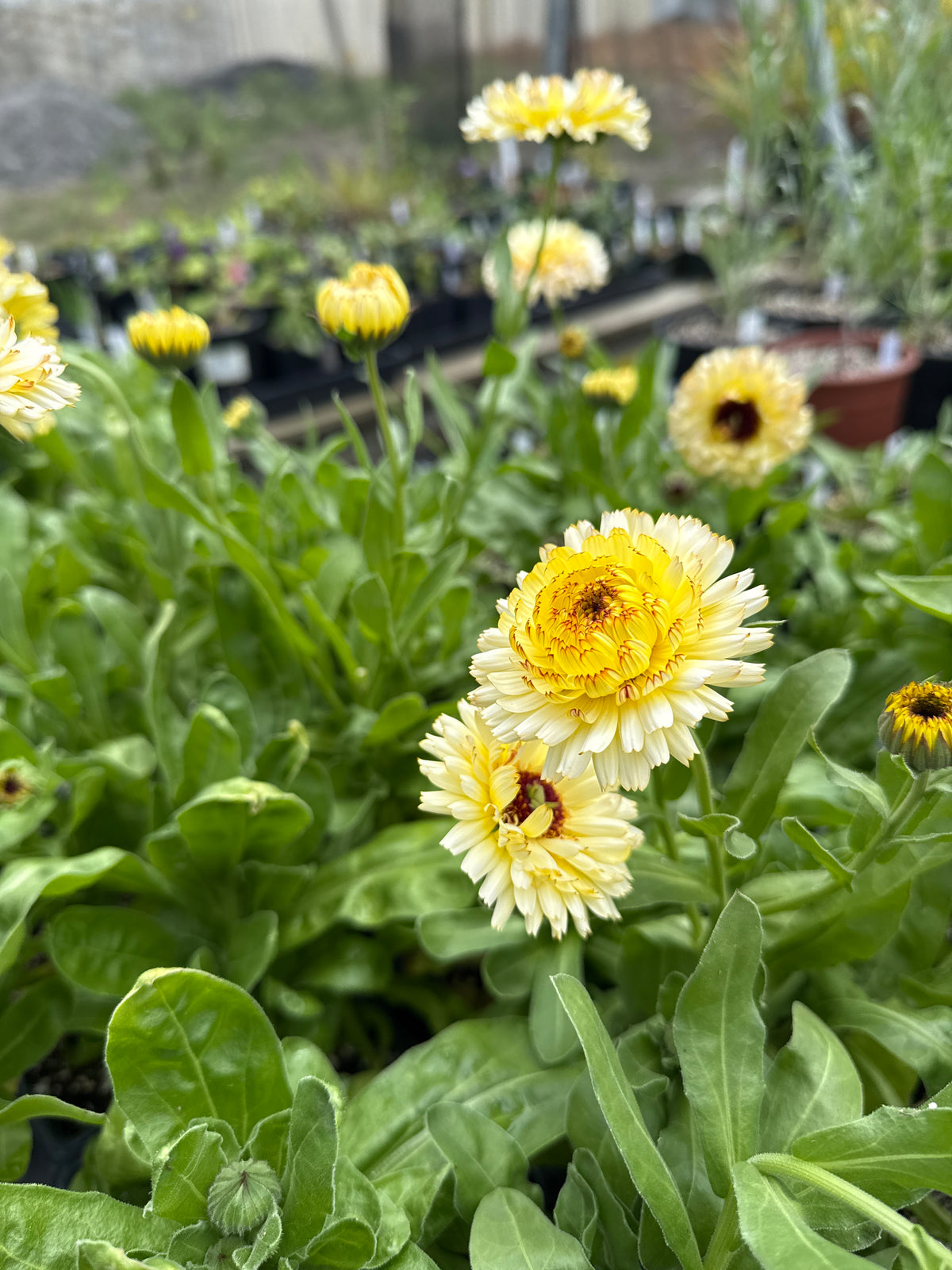 Calendula officinalis - Calendula 'Snow Princess'