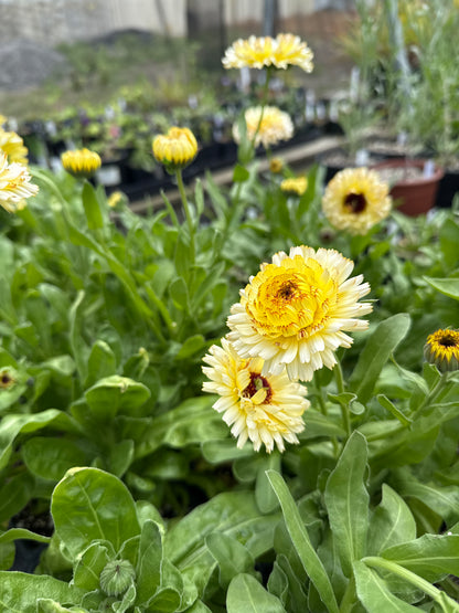 Calendula officinalis - Calendula 'Snow Princess'