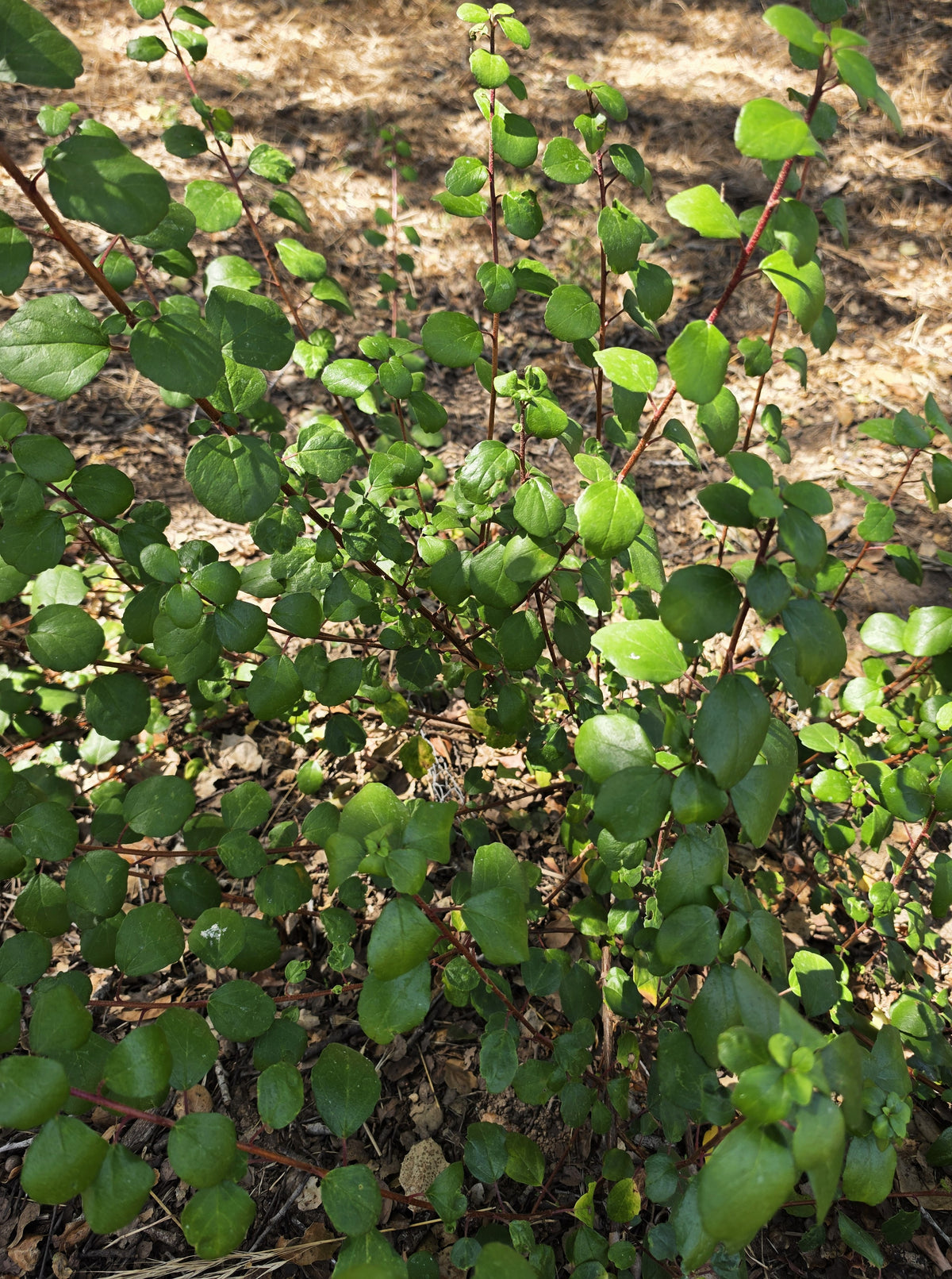 Ribes viburnifolium - Catalina Current