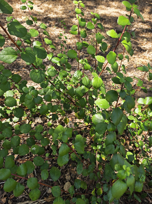 Ribes viburnifolium - Catalina Current