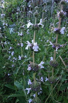 California Flora Nursey