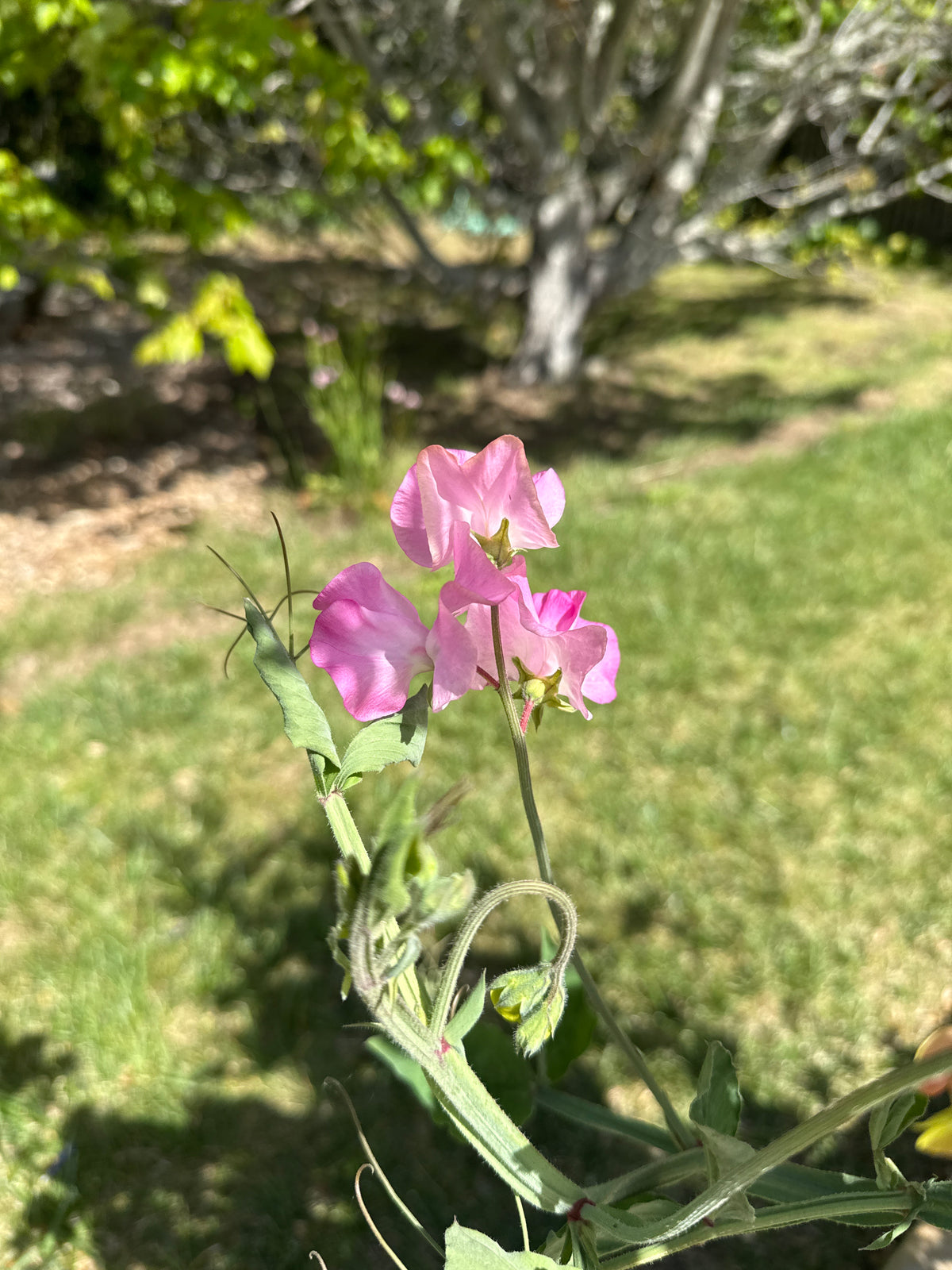 Lathyrus odoratus- Spencer Ruffled Sweet Pea