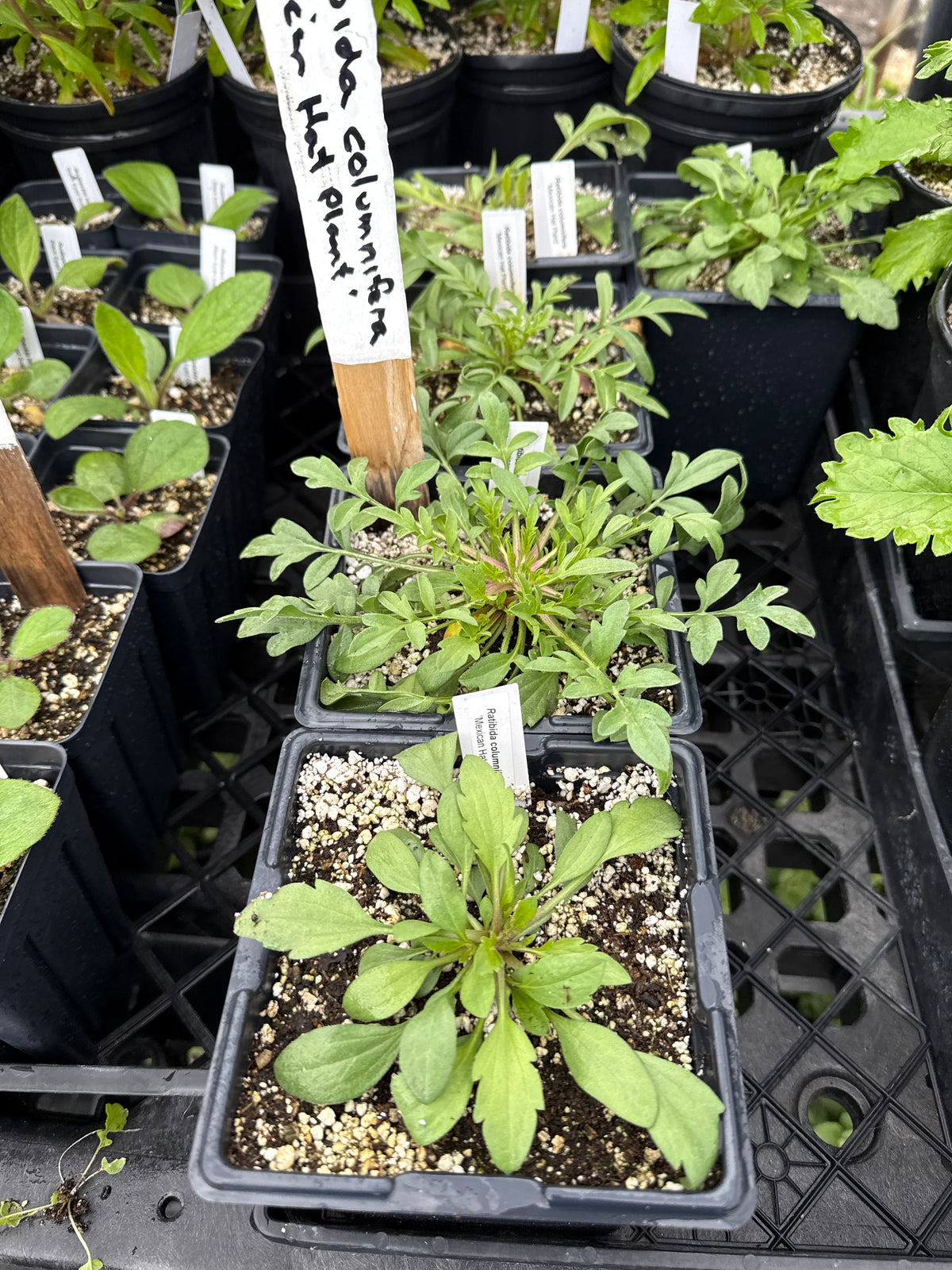 Ratibida columnifera - 'Mexican Hat Plant'