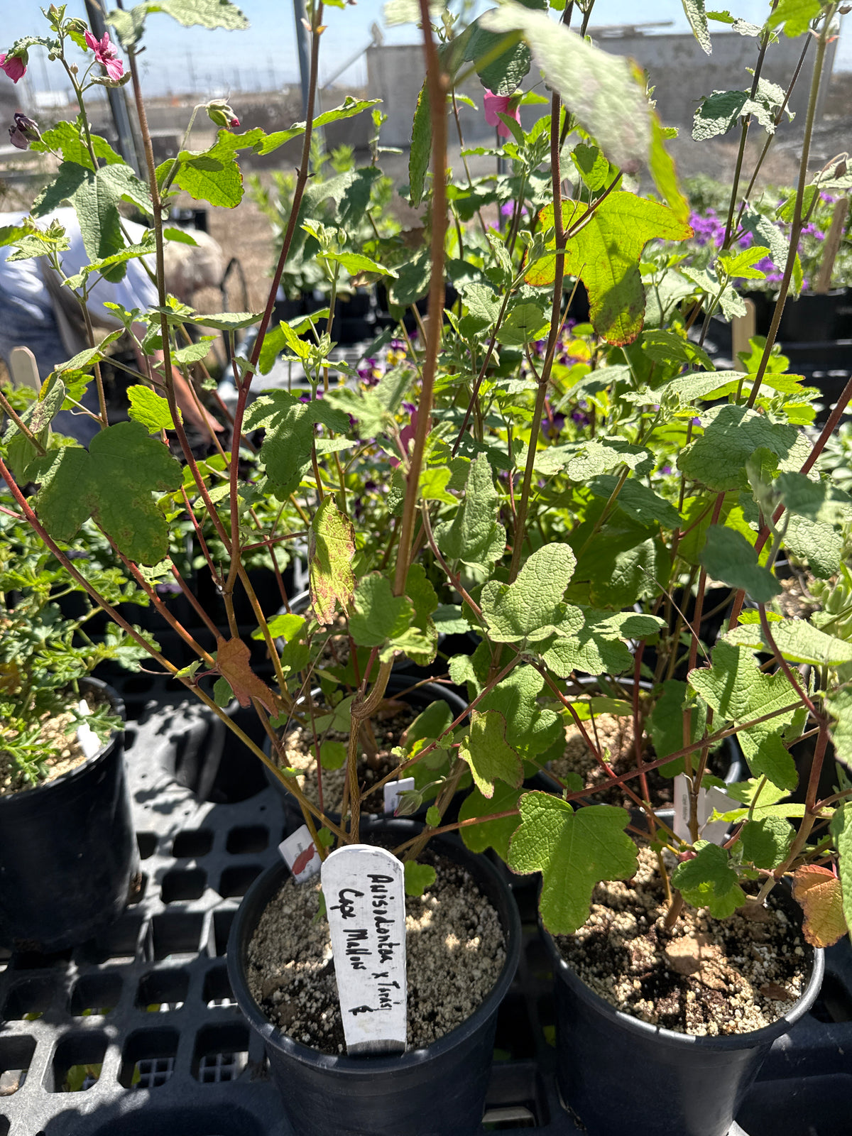 Anisodontea x  ' Tara's Cape Mallow'