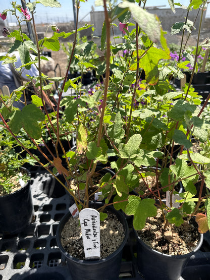 Anisodontea x  ' Tara's Cape Mallow'