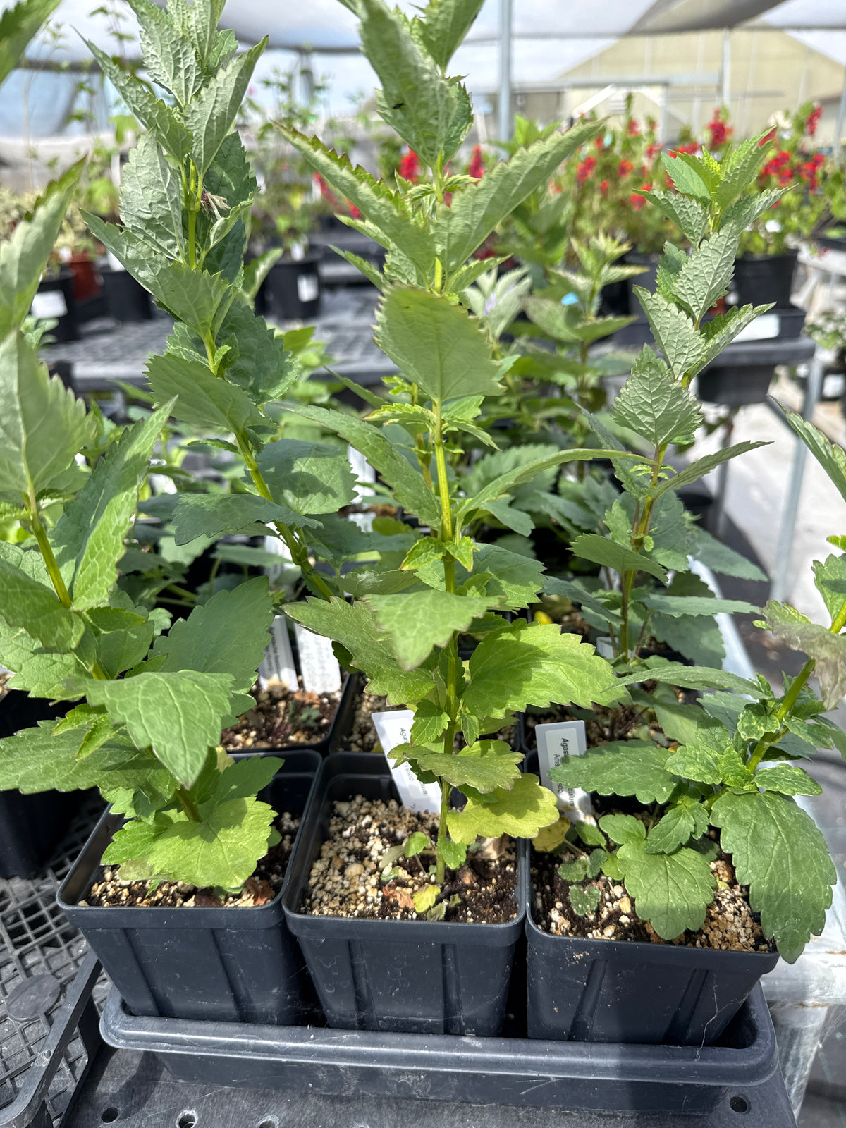 Agastache foeniculum - Anise Hyssop