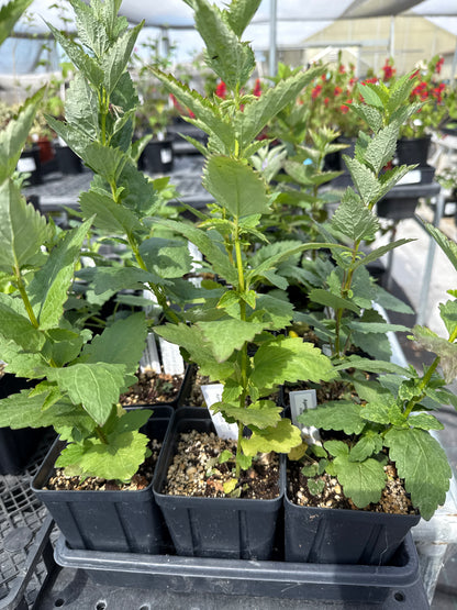 Agastache foeniculum - Anise Hyssop
