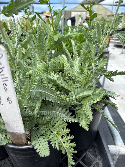 Achillea sp. - Gold Yarrow