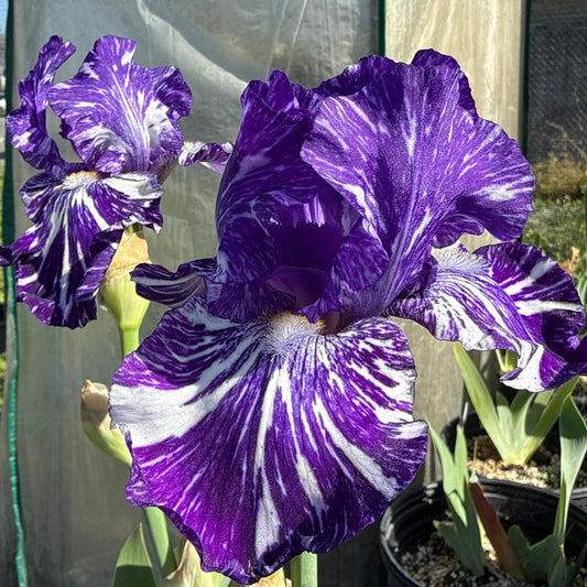 Iris germanica - 'Batik' Bearded Iris