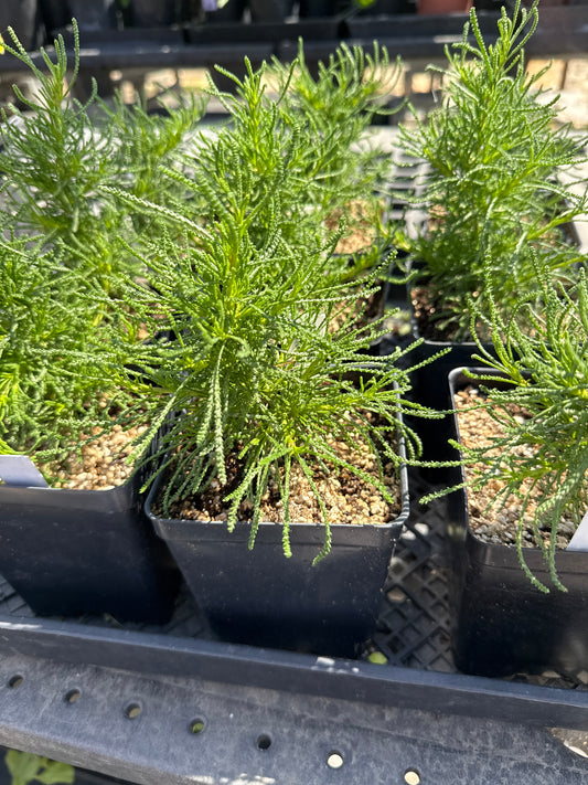 Santolina virens - Green Lavender Cotton