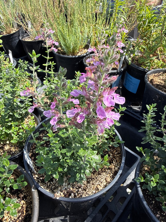 Teucrium chamaedrys - Wall Germander