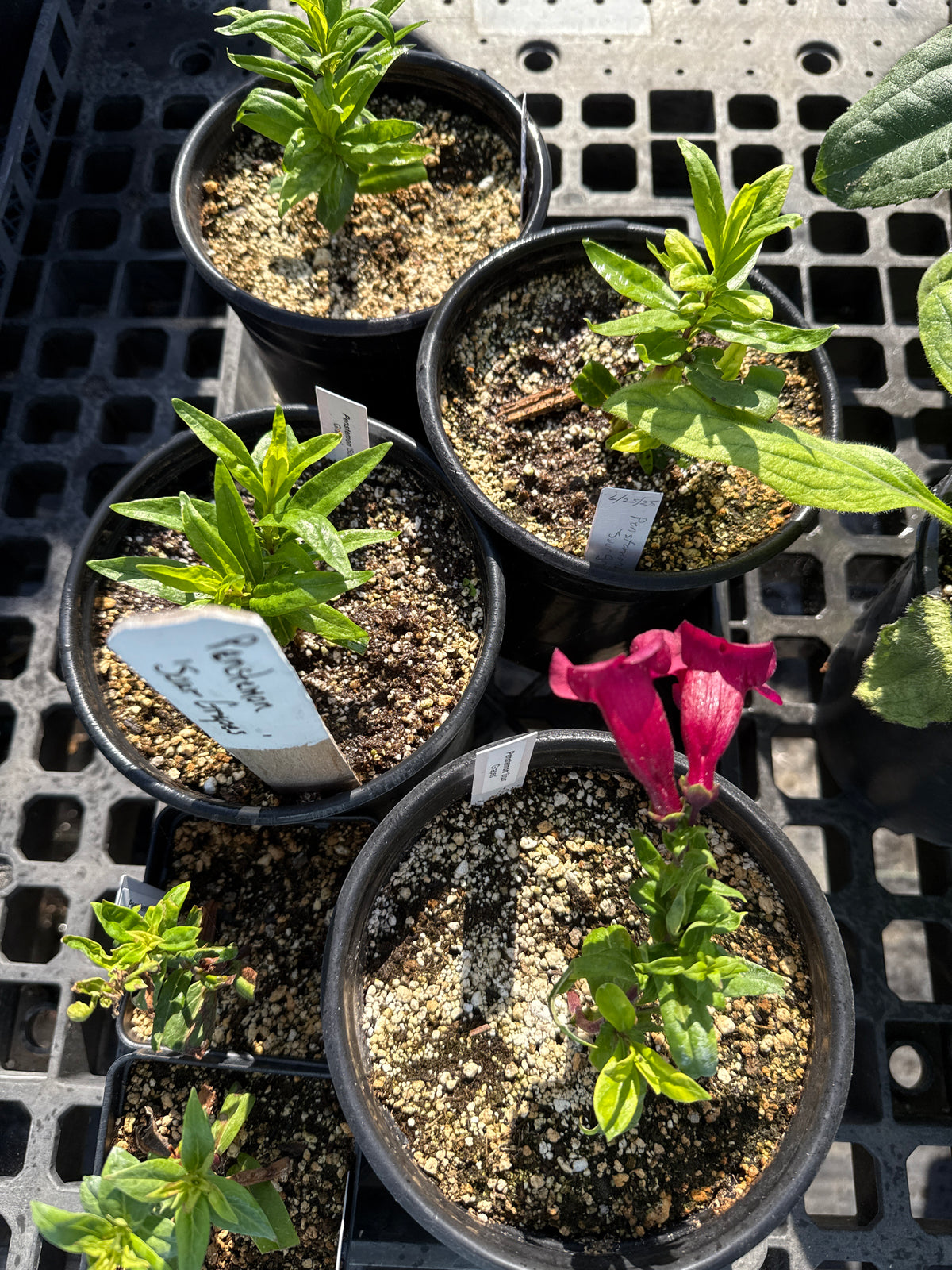 Penstemon 'Sour Grapes' (Beardtongue)