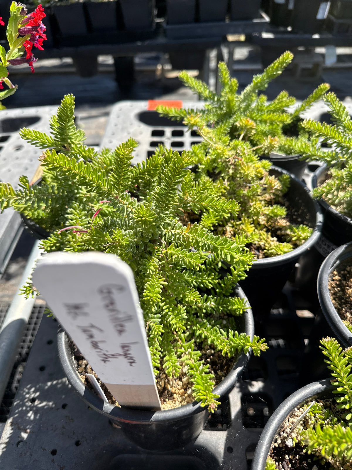 Grevillea lanigera 'Mt. Tamboritha' - Low Growing Grevillea