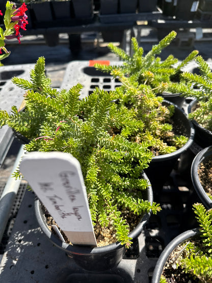 Grevillea lanigera 'Mt. Tamboritha' - Low Growing Grevillea