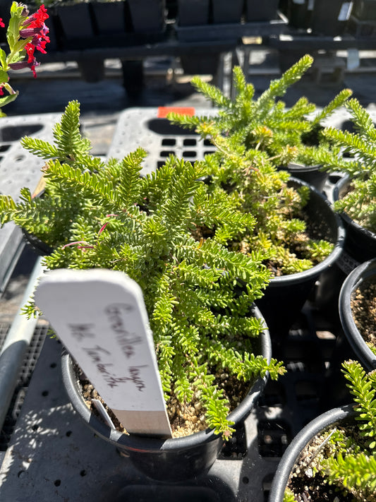 Grevillea lanigera 'Mt. Tamboritha' - Low Growing Grevillea