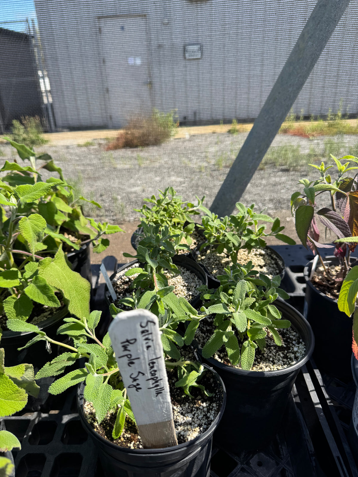 Salvia leucophylla - Purple Sage