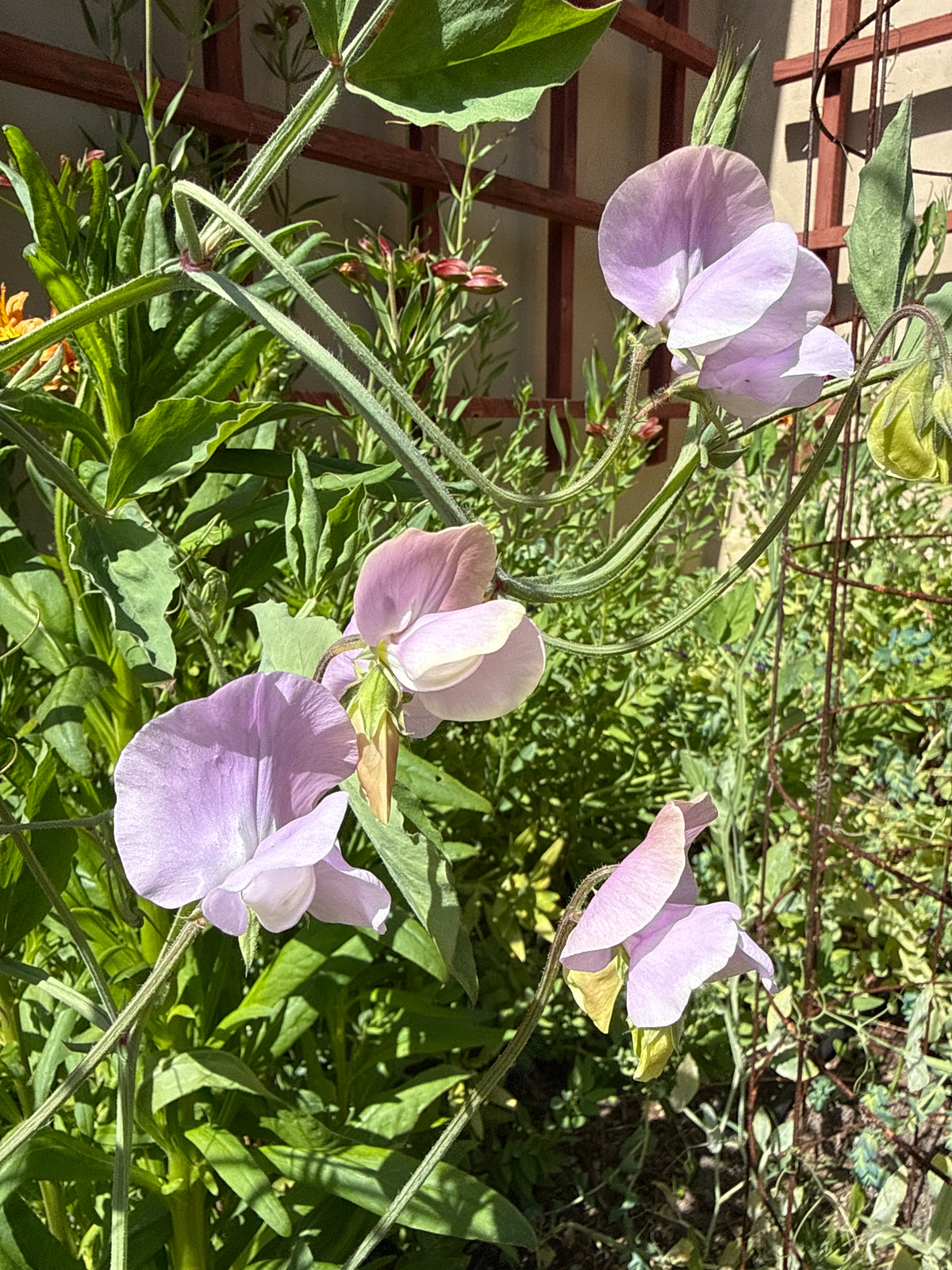 Lathyrus odoratus - Mermaid's Dream Sweet Pea