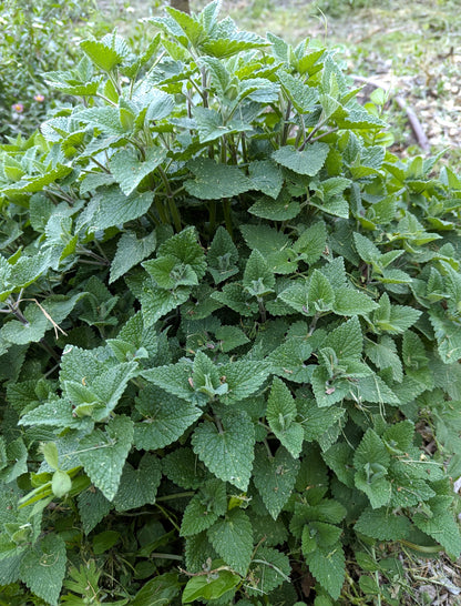 Nepeta Cataria - catnip - Monterey Bay Master Gardeners