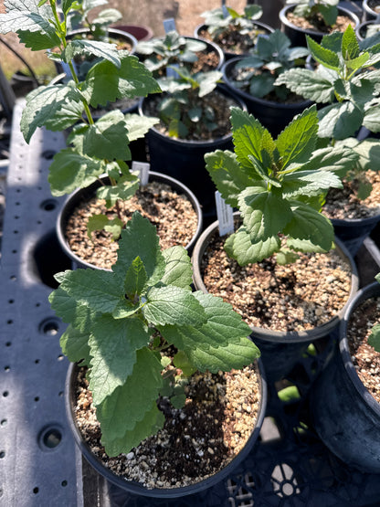 Agastache rupestris - Licorice Mint Hyssop