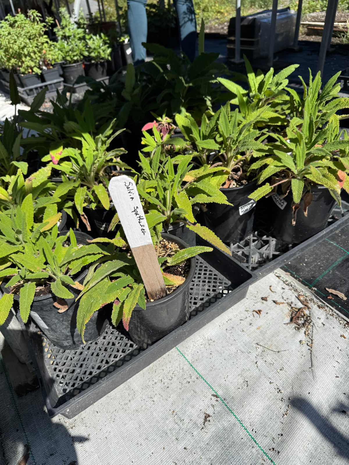 Salvia spathacea - Hummingbird Sage