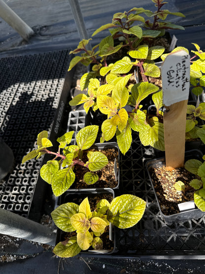Plectranthus ciliatus - 'Gold'