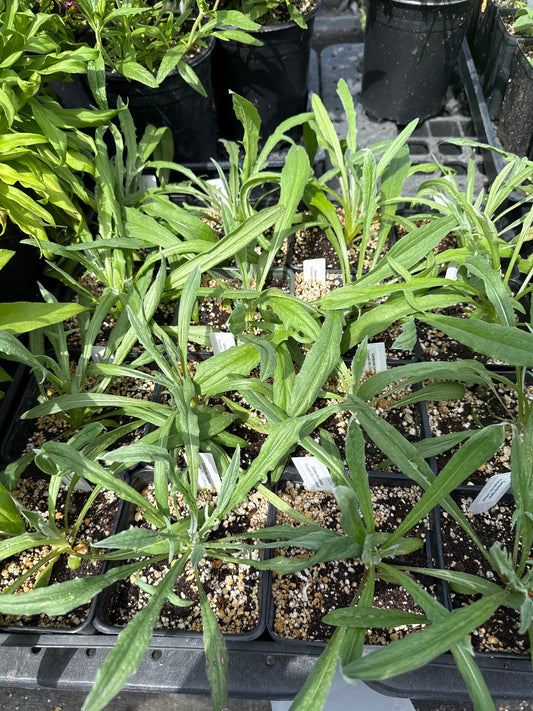 Centaurea cyanus 'Velvet Dawn' Cornflower