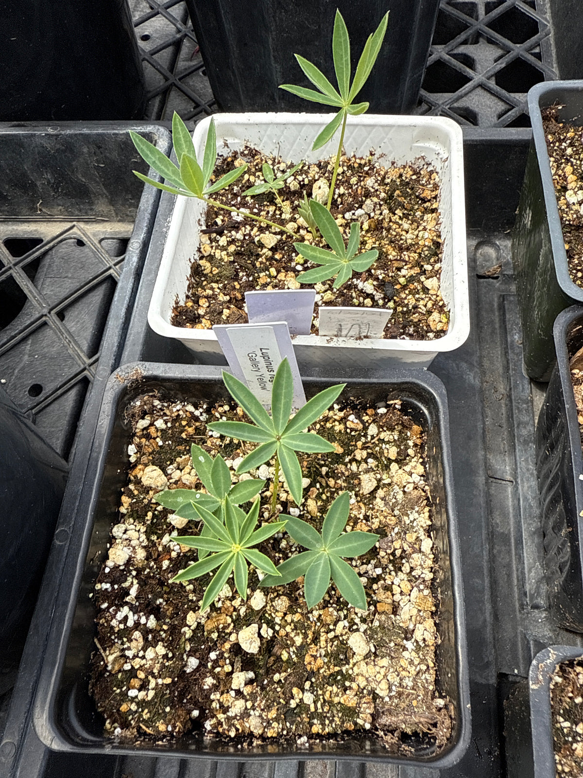 Lupinus regalis - 'Gallery Yellow' Lupine (Russell)