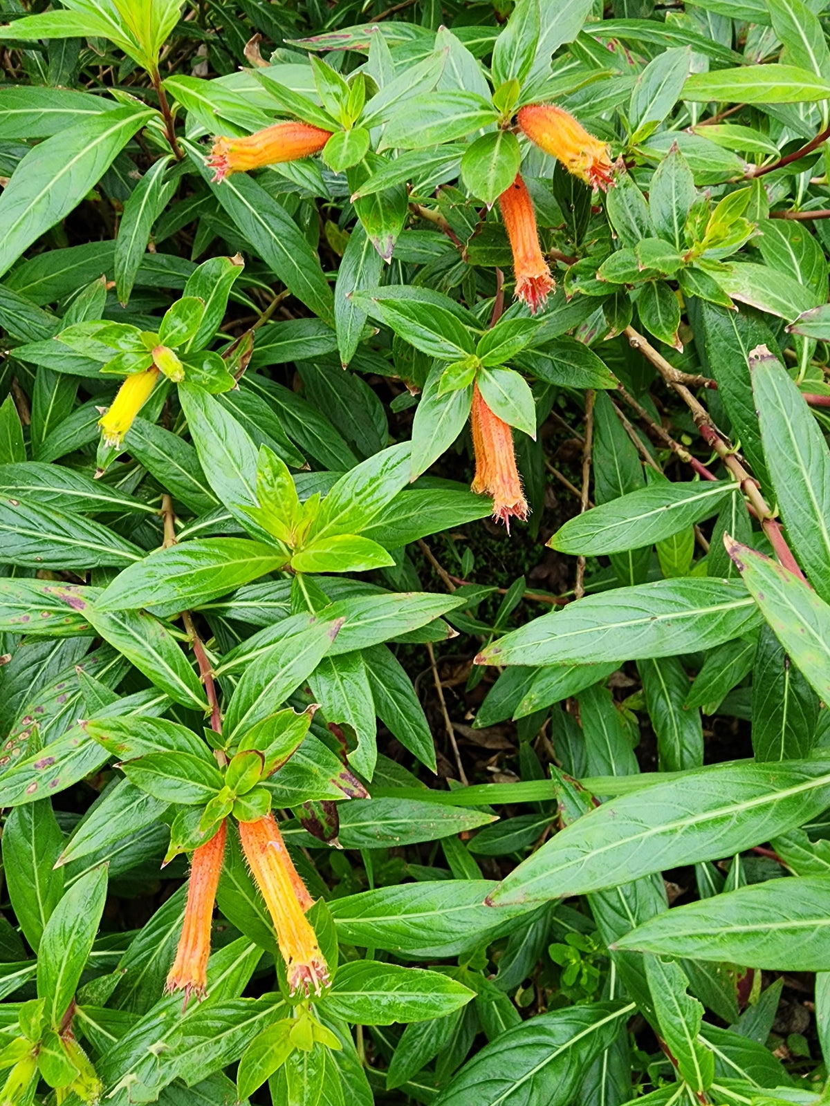Cuphea ignea - Cigar Flower