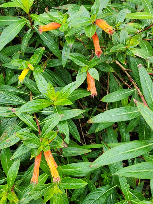 Cuphea ignea - Cigar Flower