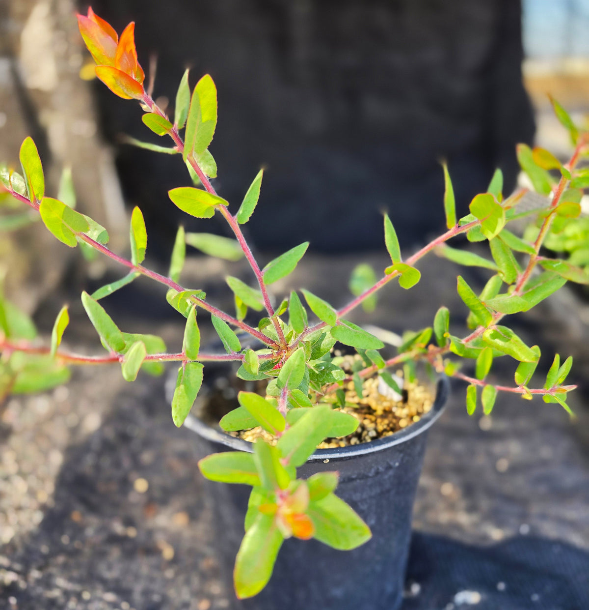 Arctostaphylos pajaroensis 'Paradise' - Paradise Pajaro Manzanita