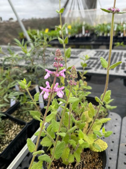 Stachys tenuifolia - Hedge Nettle