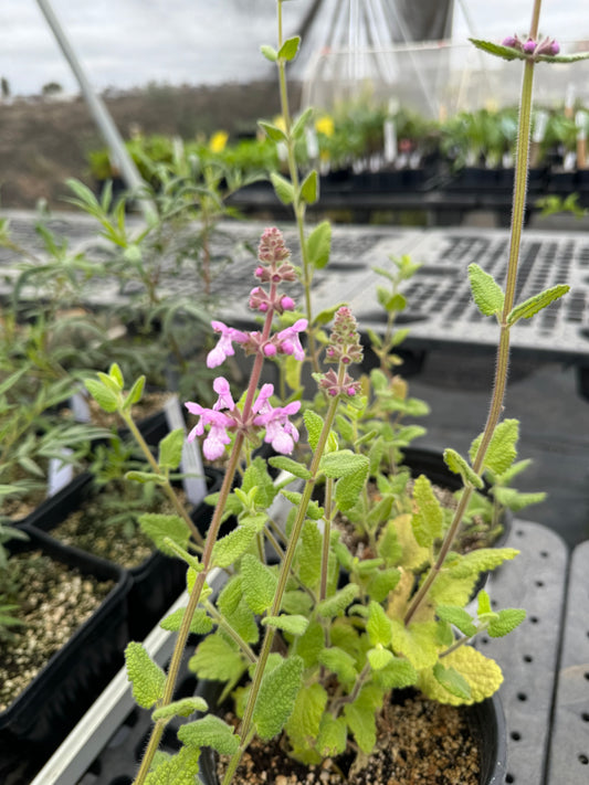 Stachys tenuifolia - Hedge Nettle