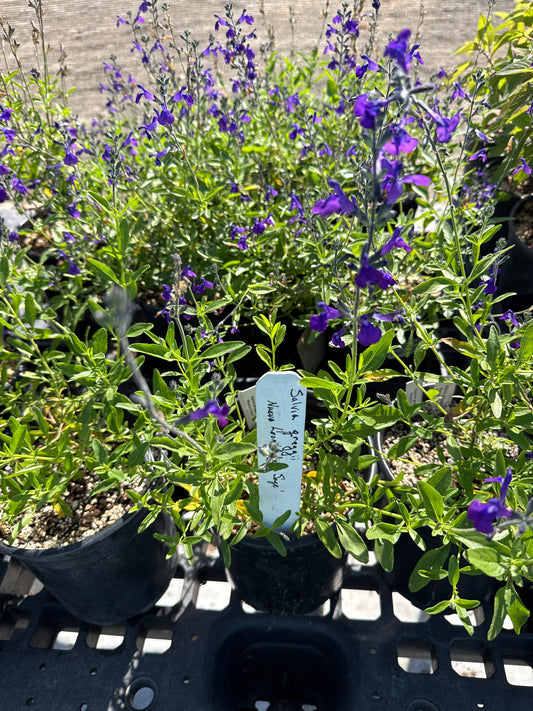 Salvia greggii 'Nuevo Leon'