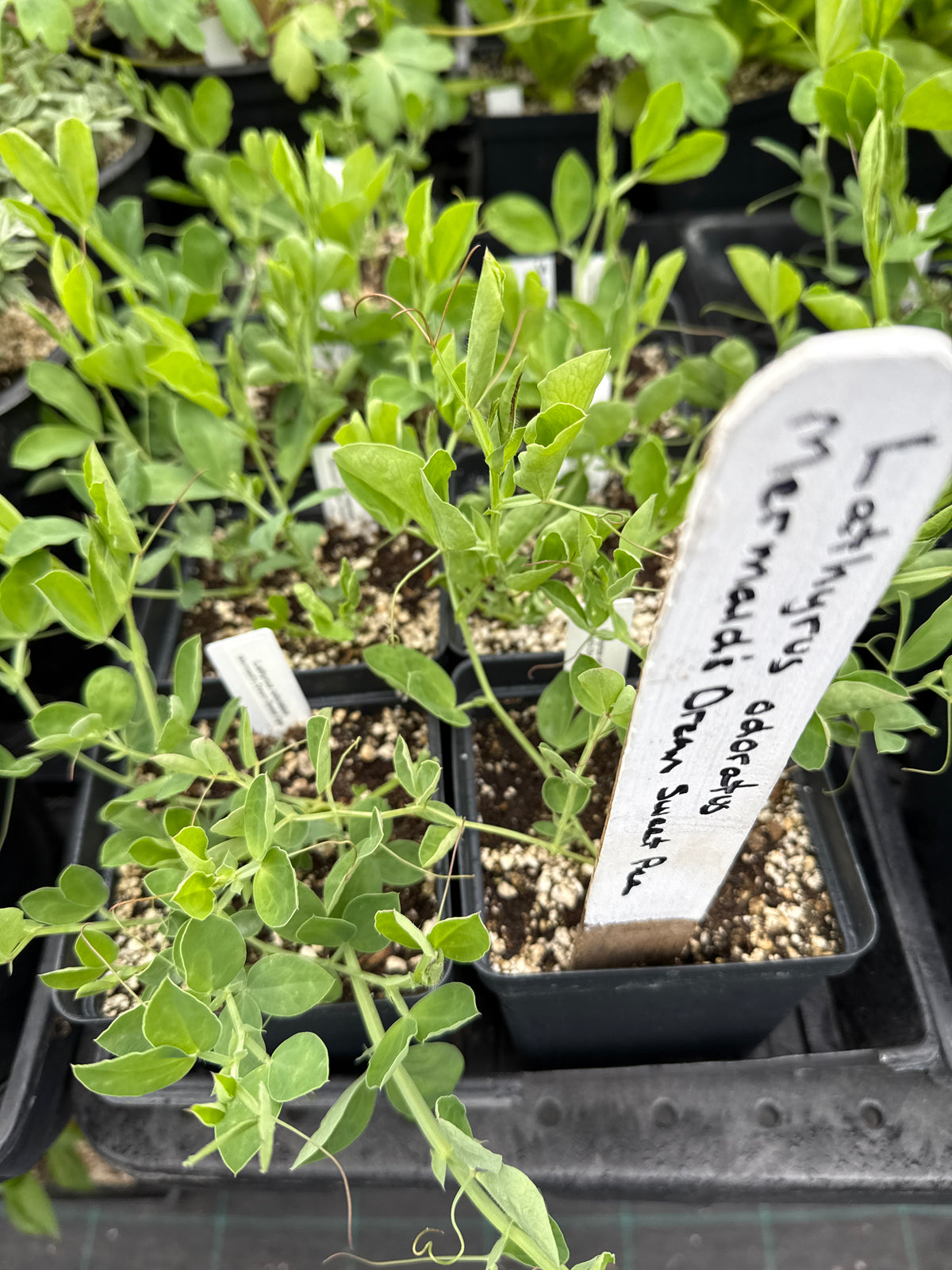 Lathyrus odoratus - Mermaid's Dream Sweet Pea