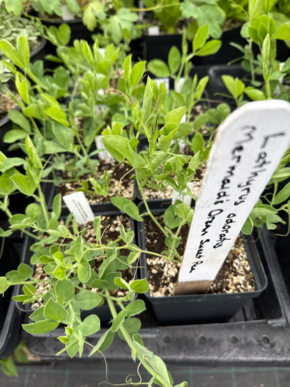 Lathyrus odoratus - Mermaid's Dream Sweet Pea