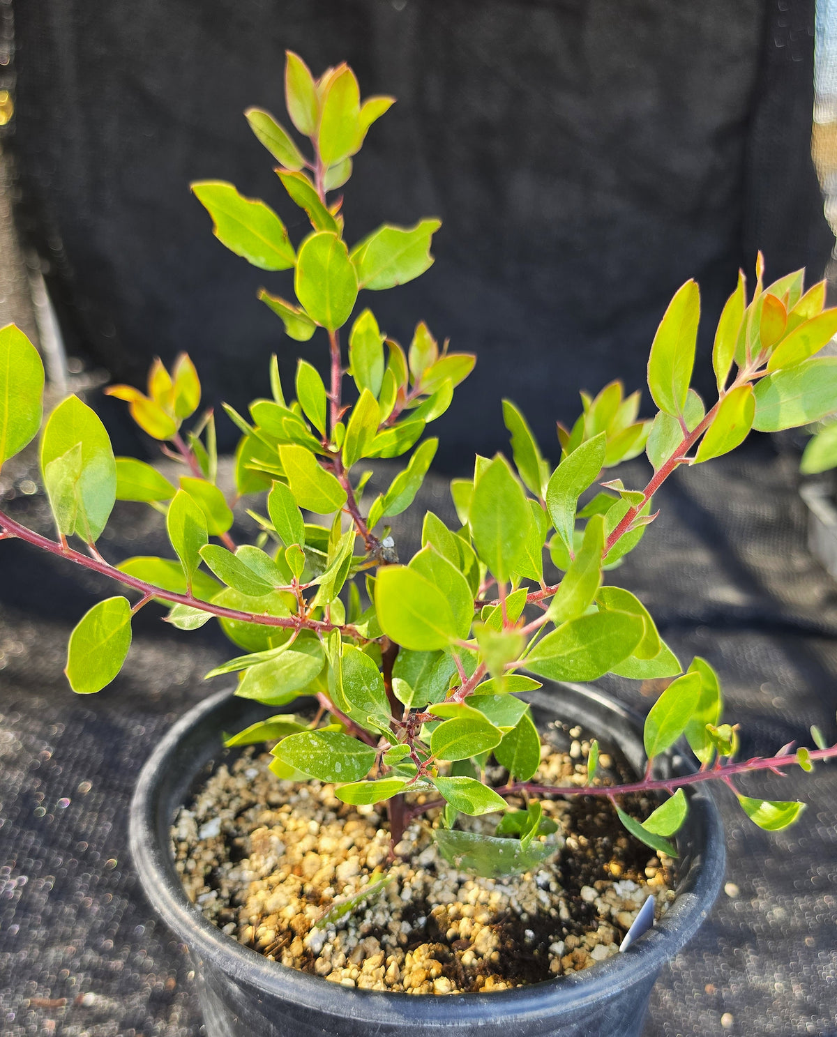 Arctostaphylos densiflora 'Harmony' - Harmony Manzanita