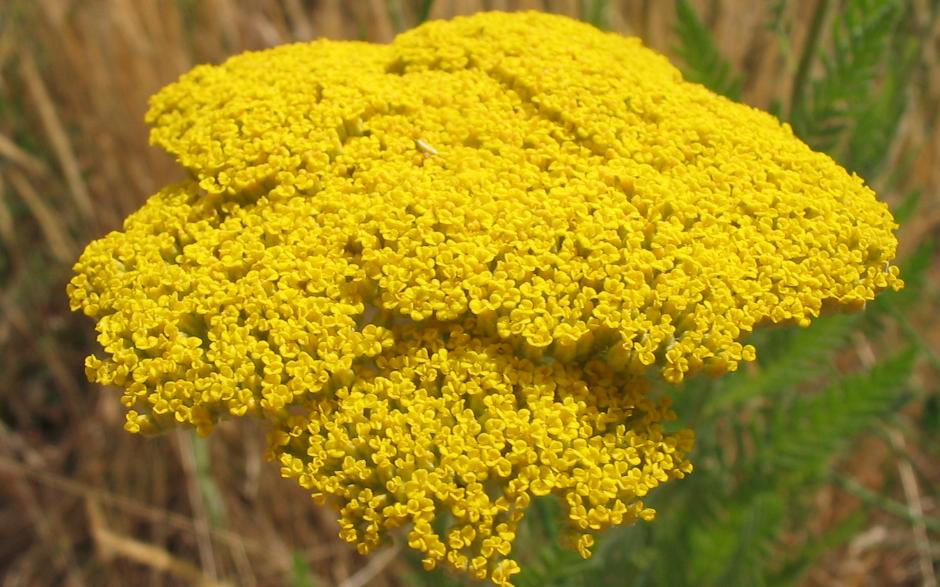 Achillea sp. - Gold Yarrow