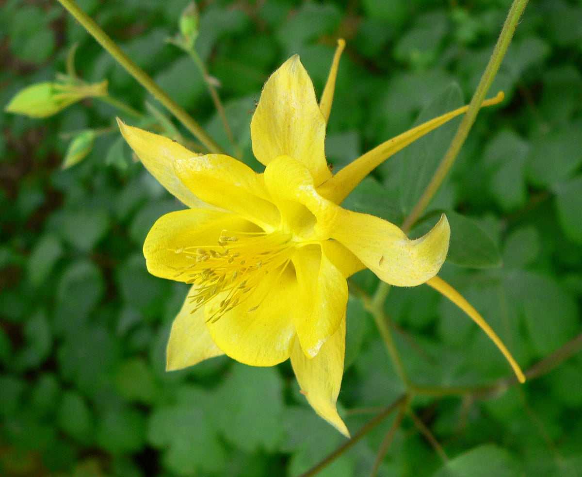 Aquilegia chrysanthe 'Yellow Queen'